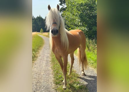 Haflinger / Avelignese, Giumenta, 5 Anni, 150 cm, Sauro