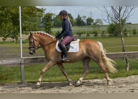 Haflinger / Avelignese, Giumenta, 5 Anni, 152 cm, Sauro