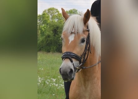 Haflinger / Avelignese, Giumenta, 5 Anni, 156 cm, Sauro