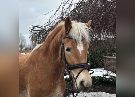 Haflinger / Avelignese, Giumenta, 5 Anni, 156 cm, Sauro