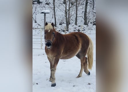 Haflinger / Avelignese, Giumenta, 6 Anni, 148 cm