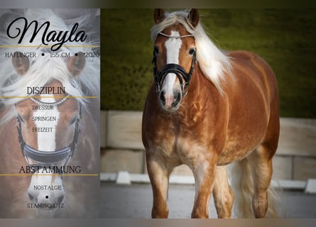 Haflinger / Avelignese, Giumenta, 6 Anni, 155 cm, Sauro