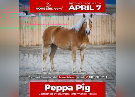 Haflinger / Avelignese, Giumenta, 7 Anni, 140 cm, Sauro scuro