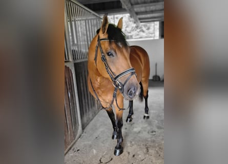 Haflinger / Avelignese Mix, Giumenta, 7 Anni, 147 cm, Baio
