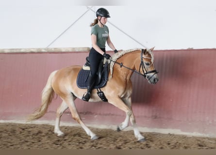 Haflinger / Avelignese, Giumenta, 7 Anni, 156 cm, Sauro