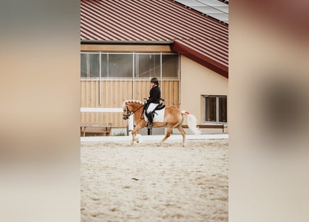Haflinger / Avelignese, Giumenta, 8 Anni, 142 cm