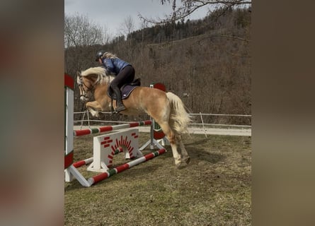 Haflinger / Avelignese, Giumenta, 8 Anni, 157 cm, Sauro