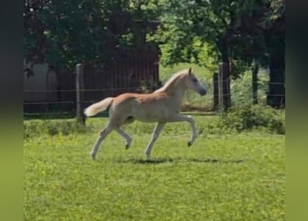 Haflinger / Avelignese, Giumenta, Puledri (03/2026)