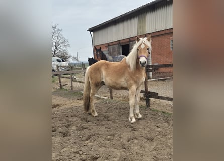 Haflinger / Avelignese, Stallone, 1 Anno, 148 cm, Sauro