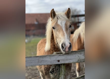 Haflinger / Avelignese, Stallone, 1 Anno, 148 cm, Sauro