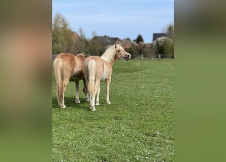 Haflinger / Avelignese, Stallone, 1 Anno, 148 cm, Sauro