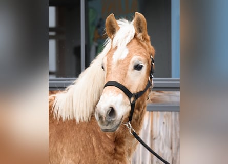 Haflinger / Avelignese, Stallone, 1 Anno, 150 cm, Sauro