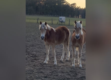 Haflinger / Avelignese, Stallone, 1 Anno, 150 cm, Sauro