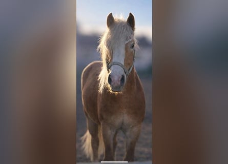 Haflinger / Avelignese, Stallone, 2 Anni, 149 cm