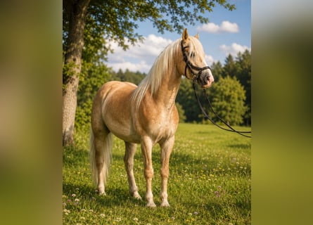 Haflinger / Avelignese, Stallone, 6 Anni, 150 cm, Sauro