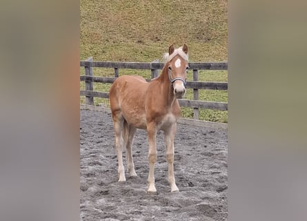 Haflinger / Avelignese, Stallone, Puledri (03/2026), 155 cm, Sauro