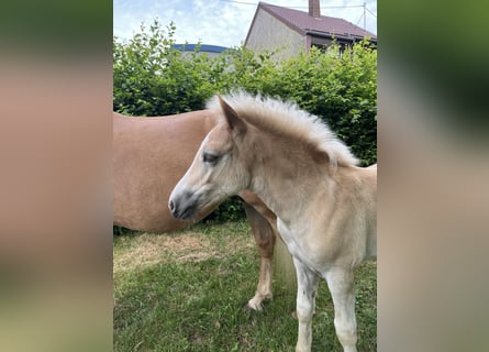 Haflinger / Avelignese, Stallone, Puledri (04/2026), Sauro
