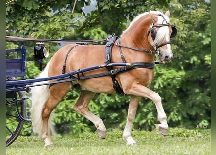 Haflinger / Avelignese, Stallone, 14 Anni, 148 cm, Sauro