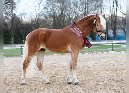 Haflinger / Avelignese, Stallone, 4 Anni, 148 cm, Sauro