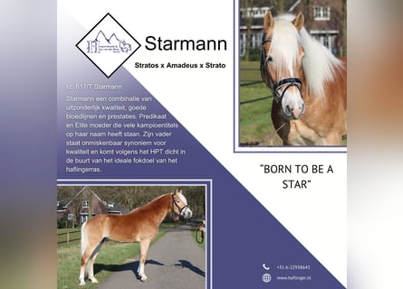 Haflinger / Avelignese, Stallone, 3 Anni, 154 cm