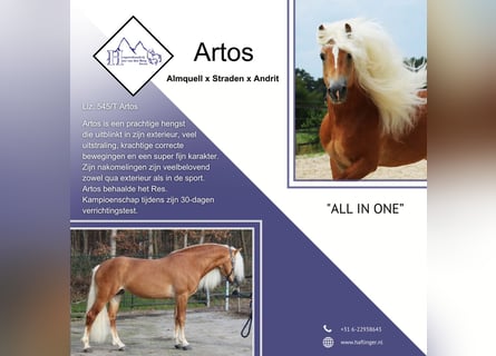 Haflinger / Avelignese, Stallone, 9 Anni, 150 cm
