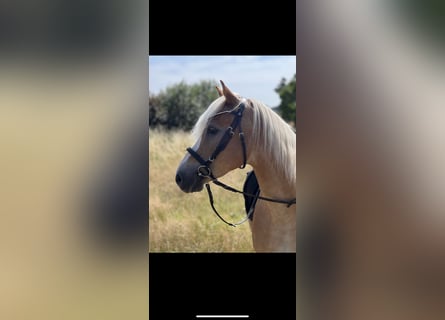 Haflinger, Caballo castrado, 10 años, 150 cm, Alazán