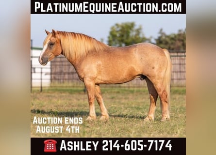 Haflinger, Caballo castrado, 11 años, 142 cm, Alazán-tostado