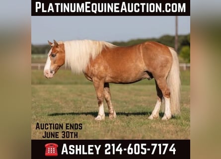 Haflinger, Caballo castrado, 11 años, 147 cm, Palomino