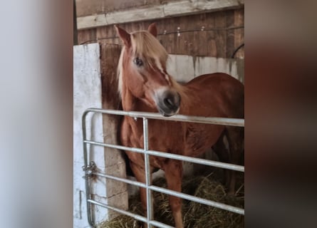 Haflinger, Caballo castrado, 11 años, 150 cm, Palomino