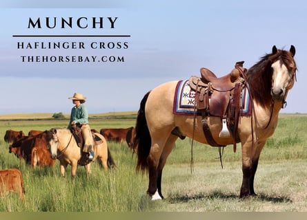 Haflinger Mestizo, Caballo castrado, 12 años, 135 cm, Buckskin/Bayo