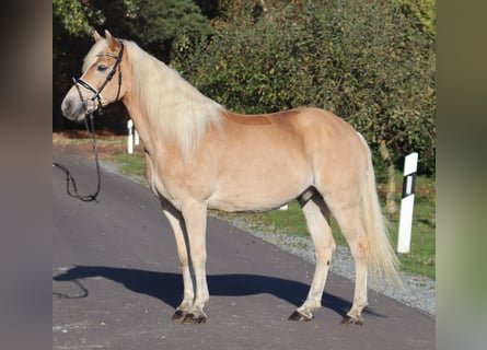 Haflinger, Caballo castrado, 12 años, 148 cm, Bayo