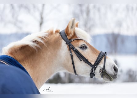 Haflinger, Caballo castrado, 13 años, 150 cm, Alazán
