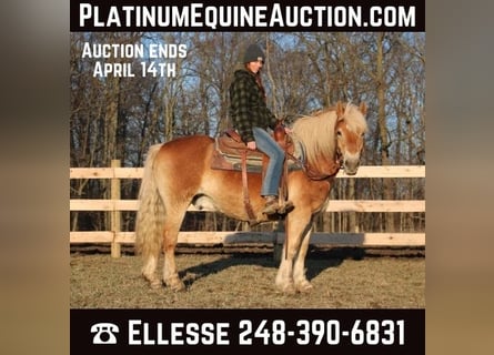 Haflinger, Caballo castrado, 14 años, 142 cm, Palomino