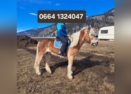 Haflinger, Caballo castrado, 15 años, 150 cm