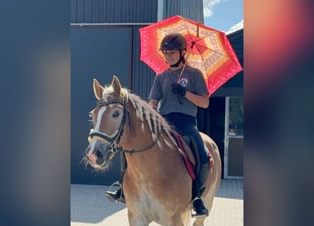 Haflinger, Caballo castrado, 16 años, 152 cm, Alazán