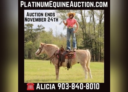 Haflinger, Caballo castrado, 16 años, Ruano alazán