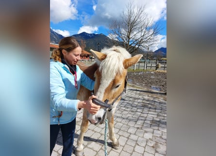 Haflinger, Caballo castrado, 17 años, 145 cm