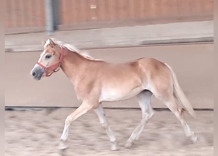 Haflinger, Caballo castrado, 1 año, 155 cm, Alazán