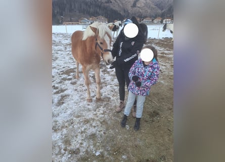 Haflinger, Caballo castrado, 2 años