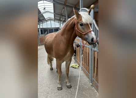 Haflinger, Caballo castrado, 3 años, 148 cm, Alazán