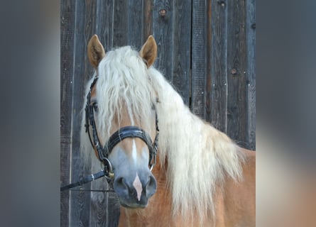 Haflinger, Caballo castrado, 3 años, 148 cm