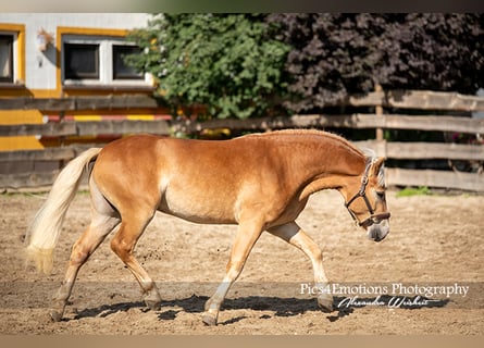 Haflinger, Caballo castrado, 3 años, 150 cm, Castaño claro