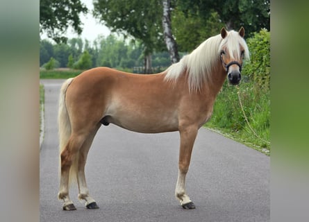 Haflinger, Caballo castrado, 3 años, 152 cm, Palomino
