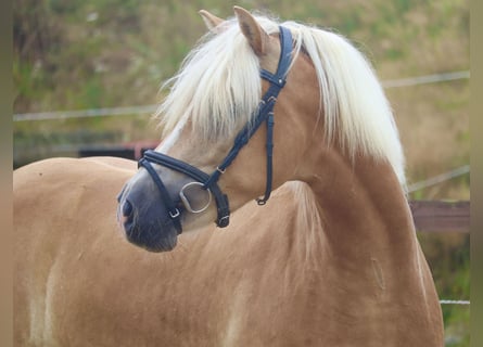 Haflinger, Caballo castrado, 3 años, 153 cm, Alazán