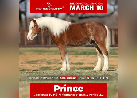 Haflinger, Caballo castrado, 4 años, 142 cm, Alazán rojizo