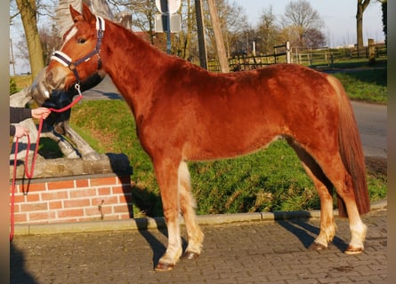 Haflinger Mestizo, Caballo castrado, 4 años, 142 cm