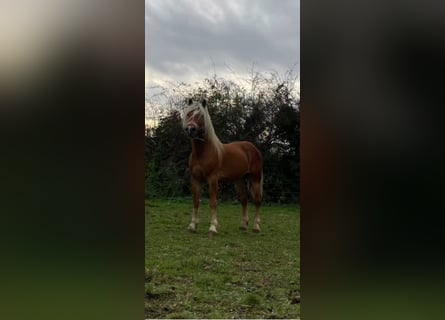 Haflinger, Caballo castrado, 4 años, 143 cm, Alazán