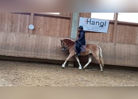 Haflinger, Caballo castrado, 4 años, 147 cm, Alazán