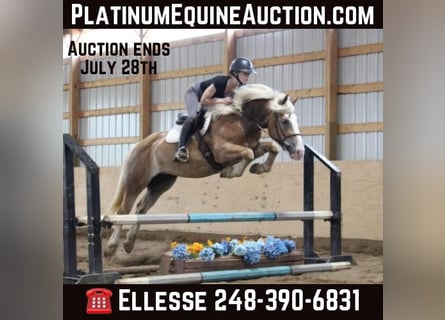 Haflinger, Caballo castrado, 4 años, 147 cm, Alazán rojizo