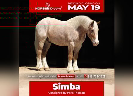 Haflinger Mestizo, Caballo castrado, 4 años, 147 cm, Ruano alazán